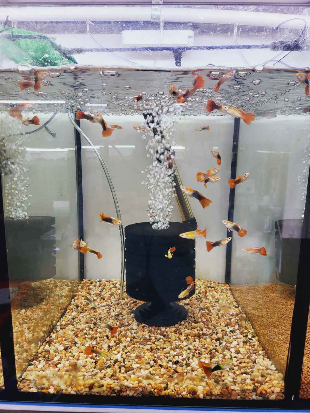 2000769928_2jTxwSGn_764269062b9bde577445a2ee909f28e5f3426b8a.jpg 이미지크게보기