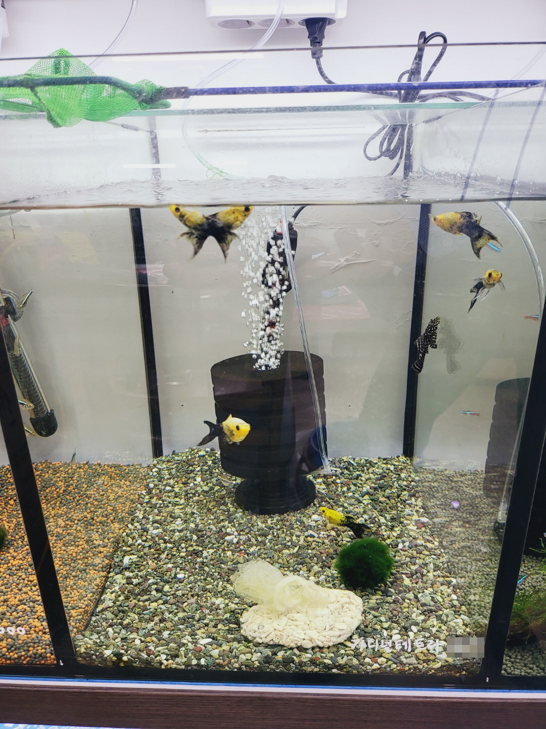 2000769928_EHZT0uP3_cdc6a70647a7012163d63930e3deab55c1ec0046.jpg 이미지크게보기