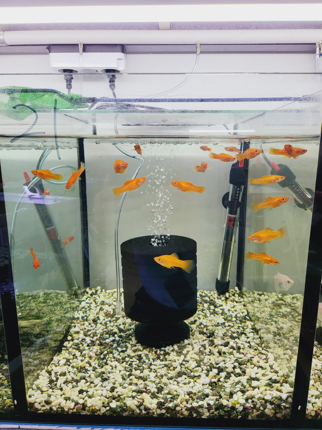 2000769928_Lk7z4jEB_30b495d06fed1b44c4ee7d0e55b7897a257f12e7.jpg 이미지크게보기