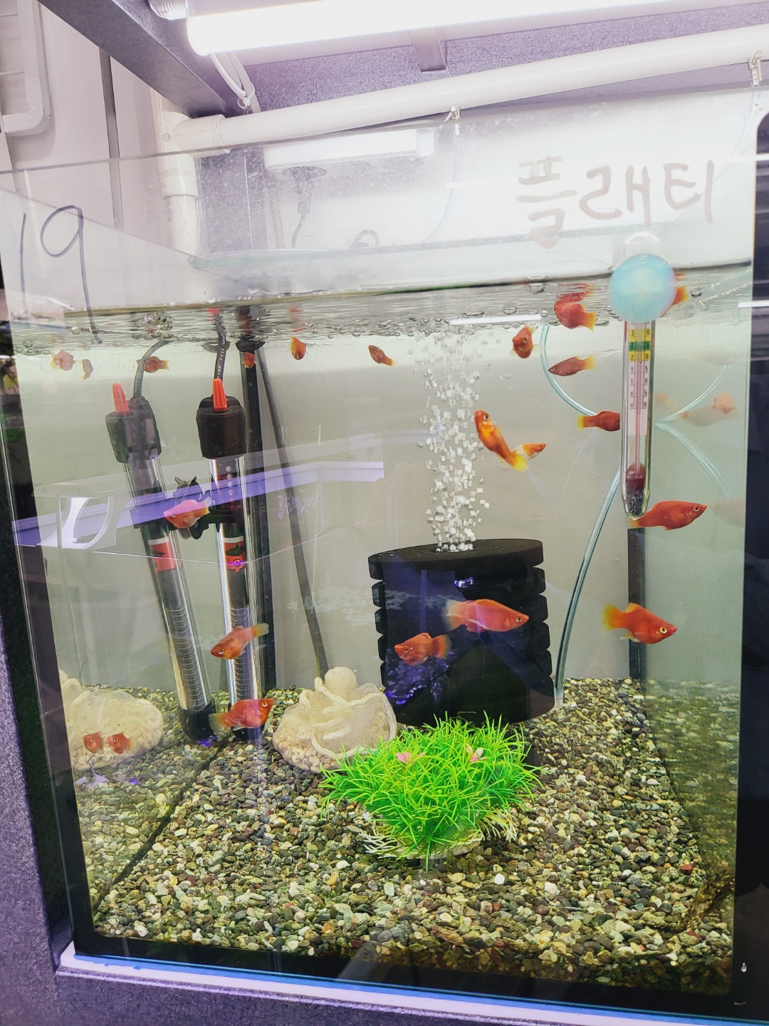 2000769928_m7GiSIrW_e2b94dab5a1b4a911a172553337e85443e3680c0.jpg 이미지크게보기