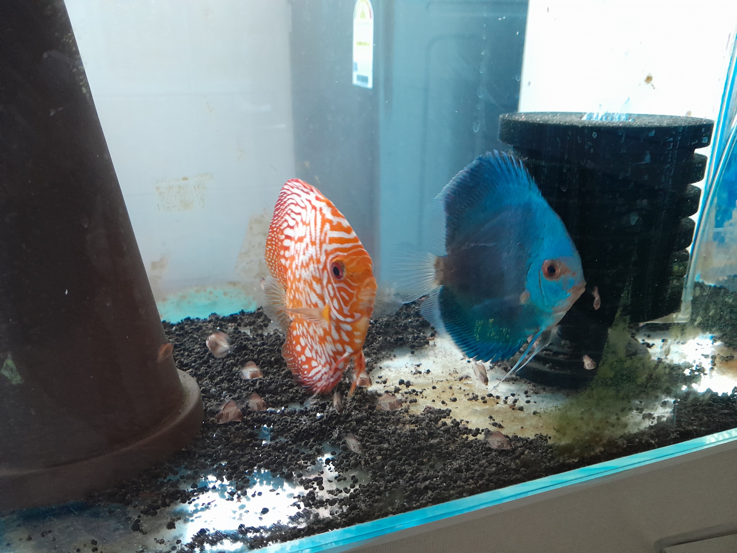 2080718575_AQ8Mbmsa_ba5c9d1f21f8a2b2ac884316b52f1c2a9590e4a6.jpg 이미지크게보기