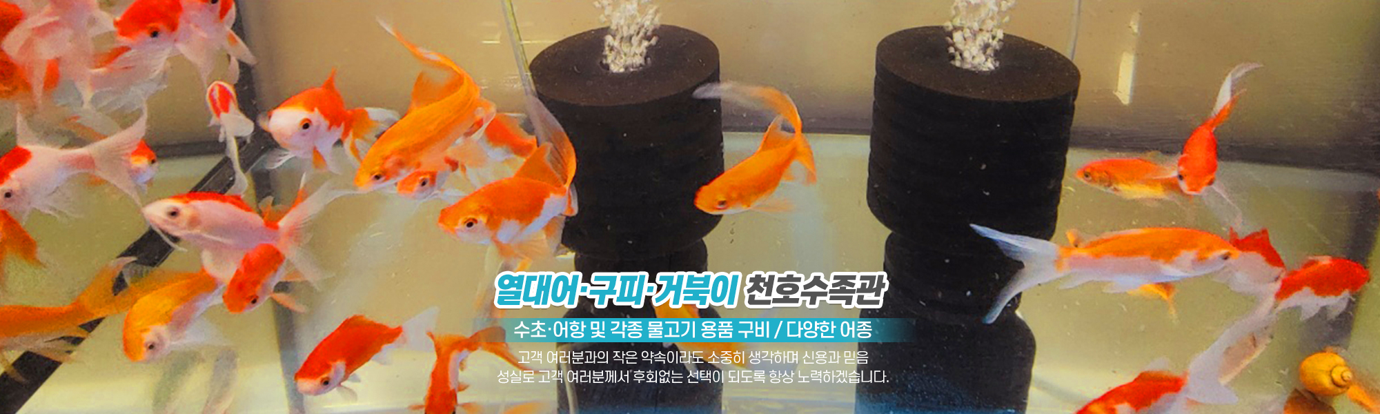 20221011140417_3FePdg0r.jpg_carousel_의정부수족관_의정부수족관,천호수족관,수초,열대어,어항,구피,거북이,양주수족관,노원수족관,도봉수족관,포천수족관