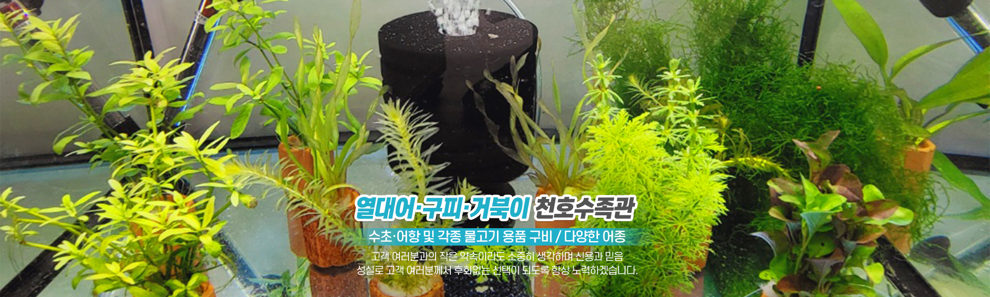 20221011140417_xLP3BpWj.jpg_carousel_의정부수족관_의정부수족관,천호수족관,수초,열대어,어항,구피,거북이,양주수족관,노원수족관,도봉수족관,포천수족관