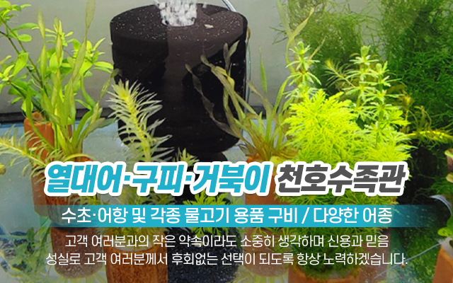 20221011140430_PU7fWXQL.jpg_carousel_의정부수족관_의정부수족관,천호수족관,수초,열대어,어항,구피,거북이,양주수족관,노원수족관,도봉수족관,포천수족관