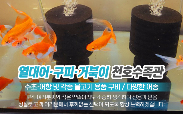 20221011140430_m267Ekaw.jpg_carousel_의정부수족관_의정부수족관,천호수족관,수초,열대어,어항,구피,거북이,양주수족관,노원수족관,도봉수족관,포천수족관