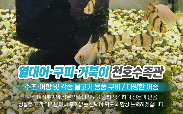 20221011140430_wohulzPK.jpg_carousel_의정부수족관_의정부수족관,천호수족관,수초,열대어,어항,구피,거북이,양주수족관,노원수족관,도봉수족관,포천수족관