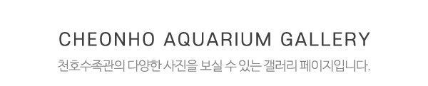 천호수족관_작업사진_제목